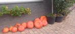 Grote Pompoenen rode van Etampes te koop, Diversen, Levensmiddelen, Ophalen
