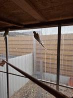 Halsbanden licht  gele met DNA papieren, Dieren en Toebehoren, Vogels | Parkieten en Papegaaien