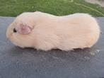 Cavia, Cavia