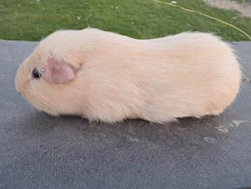 Cavia beschikbaar voor biedingen