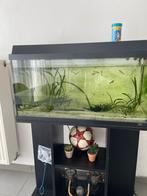Aquarium avec filtre + 15 poissons 1,20 x 60, Enlèvement ou Envoi