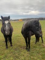 2 d pony, 3 jaar, onbeleerd, Dieren en Toebehoren, Merrie, Onbeleerd