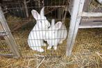 Witte Wener, Dieren en Toebehoren, Konijnen, Geslacht onbekend, Middelgroot, 0 tot 2 jaar