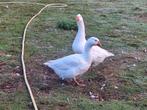 Heel mooi koppel witte boerenganzen, Dieren en Toebehoren, Pluimvee, Meerdere dieren, Gans of Zwaan