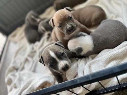 Chiots Stafford américains, Animaux & Accessoires, Chiens | Jack Russell & Terriers, Plusieurs animaux, American Staffordshire Terrier