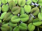 Salvinia Minima - Kleine Vlotvaren, Ophalen of Verzenden, Nieuw, Overige typen