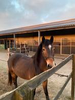 D-pony, Dieren en Toebehoren, Ophalen