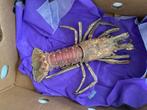 langoust, Ophalen, Overige typen