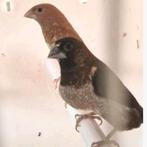 Japanse meeuwtjes exoten, Dieren en Toebehoren