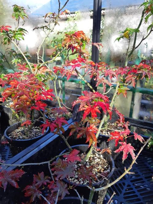 Acer Shishigashira voor Bonsai, Tuin en Terras, Planten | Bomen, Ophalen