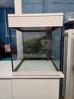 Aquarium Askoll Pure M aquarium, 44 liter, Ophalen, Gebruikt