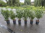 Portugese laurier potgekweekte haagplanten ca. 60 cm, Ophalen of Verzenden, Laurier, Haag, Minder dan 100 cm