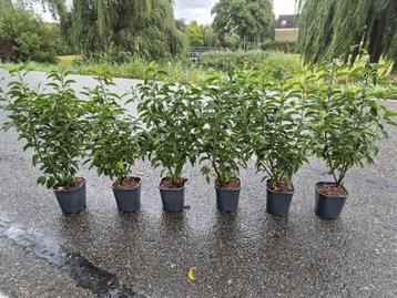 Portugese laurier potgekweekte haagplanten ca. 60 cm beschikbaar voor biedingen
