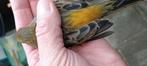 Mechanische roodmussen kruising, Dieren en Toebehoren, Vogels | Kanaries