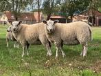 Jonge ooien