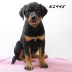 Rottweiler pups te koop, Dieren en Toebehoren, Honden | Bulldogs, Pinschers en Molossers, 15 weken tot 1 jaar, Handelaar, Buitenland