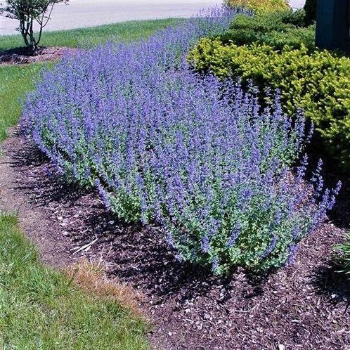Kattenkruid / Nepeta walker's low, Tuin en Terras, Planten | Tuinplanten, Vaste plant, Siergrassen, Ophalen