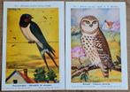 2 verzamelprenten: reeks De vogels van België, Verzamelen, Foto's en Prenten, Ophalen of Verzenden, Zo goed als nieuw, Dier, Prent