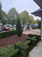 Tuinman voor alle tuinonderhoud. Regio Ninove 0471307223