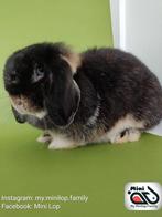 Raszuiver minilop konijn voedster zoekt knuffelhuisje, Dieren en Toebehoren, Konijnen, Vrouwelijk, Dwerg, Hangoor, 0 tot 2 jaar