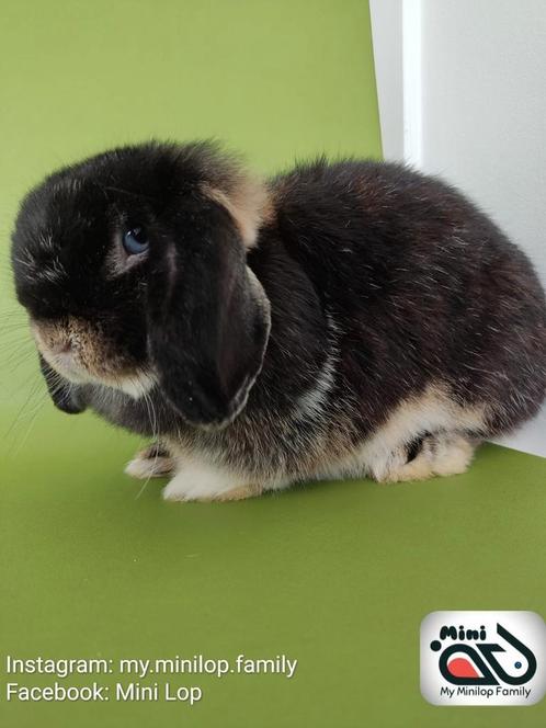 Raszuiver minilop konijn voedster zoekt knuffelhuisje, Dieren en Toebehoren, Konijnen, Dwerg, Vrouwelijk, 0 tot 2 jaar, Hangoor