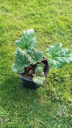 Plants de rhubarbe à vendre, Plein soleil, Enlèvement, Plantes fruitières, Été