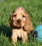 Engelse Cocker pups, Dieren en Toebehoren, Honden | Retrievers, Spaniëls en Waterhonden, België, CDV (hondenziekte), 8 tot 15 weken
