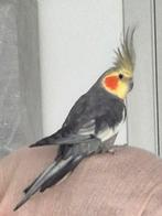 Hand tamme valkparkiet, Mâle, Perruche, Domestique