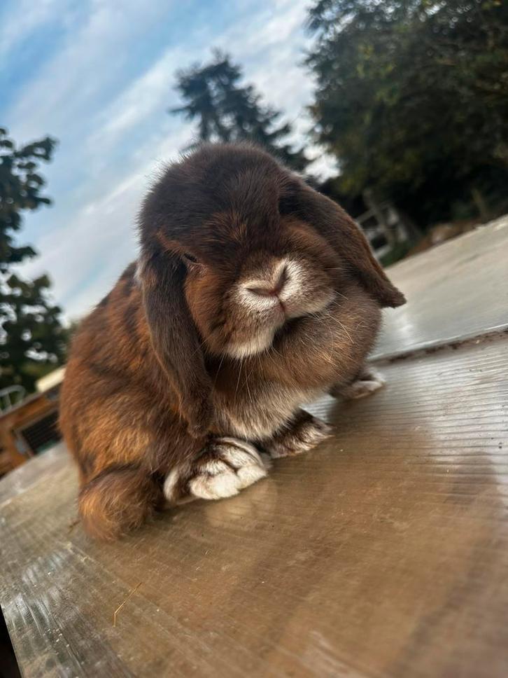 NHD voedster, Dieren en Toebehoren, Konijnen, Dwerg, Vrouwelijk, 0 tot 2 jaar, Hangoor