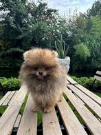 Prachtige mini Pomeriaan puppy’s ( bear face ), Dieren en Toebehoren, België, Fokker | Hobbymatig, Keeshond, CDV (hondenziekte)