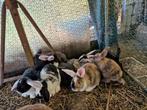 Jonge konijnen te koop 2 ,3 en 4 maanden oud, Dieren en Toebehoren