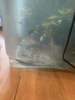 Aquarium en toebehoren + planten te koop