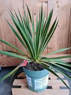 Yucca filamentosa, Ophalen