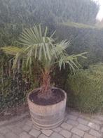 Palmboom fortunae, Ophalen, Palmboom
