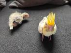 2 Valkparkiet jongen, Dieren en Toebehoren, Vogels | Parkieten en Papegaaien, Meerdere dieren, Parkiet, Geringd