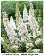 VLINDERSTRUIKEN/VLINDERBLOEMEN: Wit, Rood, Paars, Roze 7€/st, Ophalen of Verzenden, Vlinderstruik, Struik, Minder dan 100 cm