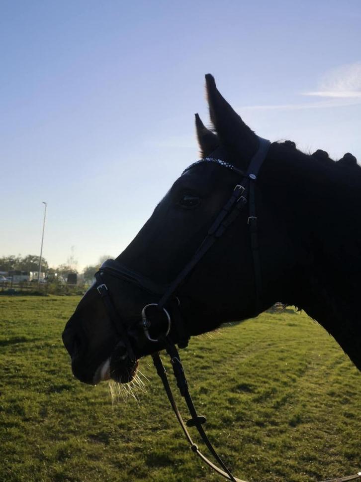 Halve stal/bijrijder gezocht, Dieren en Toebehoren, Paarden, Merrie