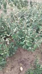 Eleagnus Ebbingei ( olijfwilg) 80cm -1m  Stuntprijs 8€, Tuin en Terras, Ophalen, Volle zon, Minder dan 100 cm