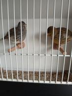 Five fancy koppel  2025, Dieren en Toebehoren, Vogels | Kanaries