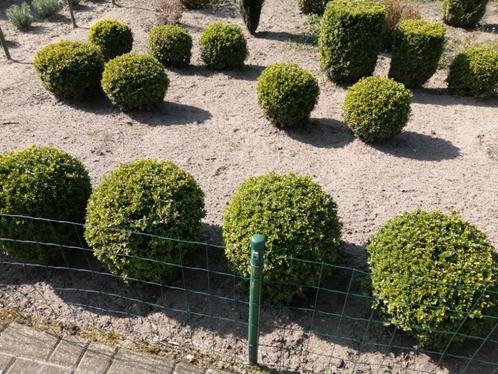 buxus bollen, Jardin & Terrasse, Plantes | Arbustes & Haies, Arbuste, Buis, Enlèvement ou Envoi