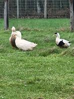 Peking eend woerd man, Dieren en Toebehoren, Pluimvee, Mannelijk, Eend