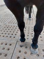 Mudmodder paddockplaten voor droge paddock, Dieren en Toebehoren, Weidegang