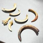 7 neuspiercings uit verschillende gebieden in PNG, Antiek en Kunst, Ophalen of Verzenden