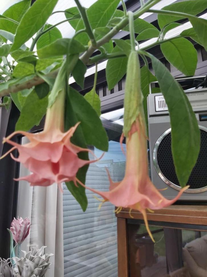 Brugmansia's  planten (2x en 3x dubbel bloem), Tuin en Terras, Planten | Tuinplanten, Ophalen