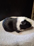 Gekruind zwartbont beer, Dieren en Toebehoren, Mannelijk, Tam, Maart, Cavia
