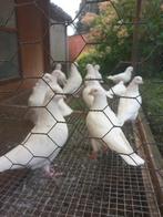 Kleurpostduiven en tuimelaars, Dieren en Toebehoren, Vogels | Duiven, Meerdere dieren
