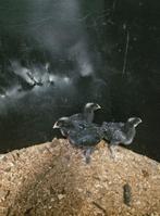 Hanen Mechelse koekoek, Dieren en Toebehoren