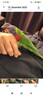 Jonge Lori van de blauwe bergen, Dieren en Toebehoren