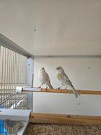 KANARIE, Dieren en Toebehoren, Vrouwelijk