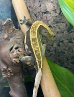Wimpergekko man Tucker